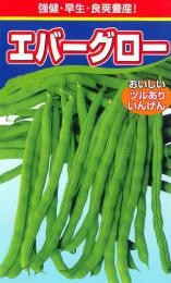 つるありインゲン (エバーグロー)