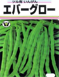つるありインゲン　エバーグロー　1L