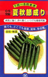 胡瓜 接木苗(夏秋節成)　4月上旬～販売(予約受付中)