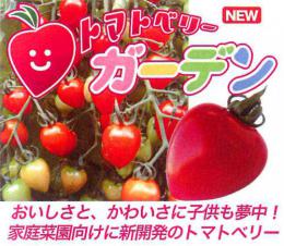 トマトベリー ガーデン 接木苗　ミニトマト6本セット　4月上旬～販売(予約受付中